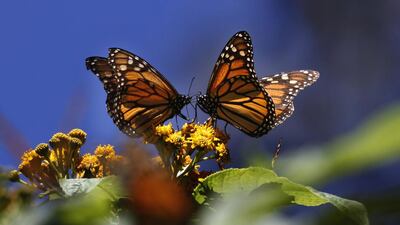 Marco Ugarte / AP photo