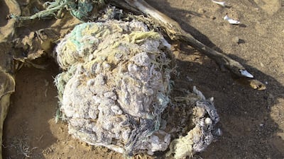 The waste forms huge lumps inside the animals' stomachs called polybezoars, such as the one seen here inside a camel skeleton in a desert in the UAE. Courtesy: Dr Ulrich Wernery