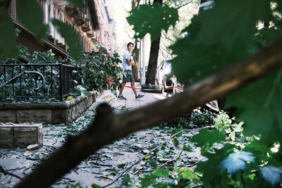 A downed tree blocks pedestrians and traffic in Manhattan following a night of heavy wind and rain from the remnants of Hurricane Ida on September 2, 2021 in New York City. AFP