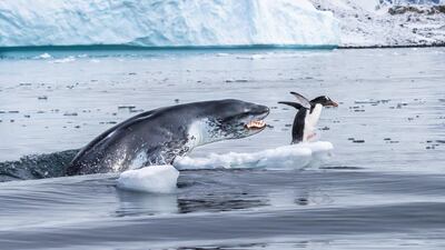 'If Penguins Could Fly' by Eduardo Del Alamo, from Spain. Highly Commended in the Behaviour: Mammals category. A gentoo penguin – the fastest underwater swimmer of all penguins – flees for its life as a leopard seal bursts out of the water. Courtesy Eduardo Del Alamo / Wildlife Photographer of the Year