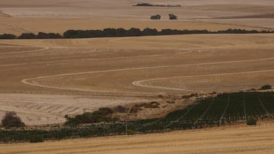 Wheat fields near Cape Town. Land expropriation in South Africa moved a step closer last week after a parliament adopted a motion to change legislation. Mike Hutchings / Reuters