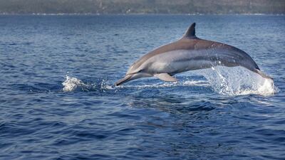 The Bottlenose dolphin.