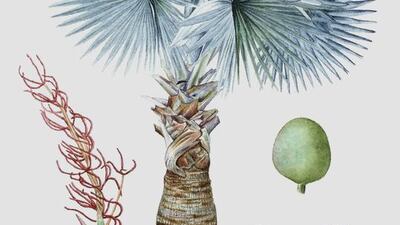 Plant profile - Bismarck palm. Illustration by Julio Figueroa