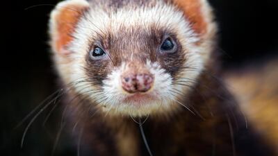 Ferrets were used to test the transmission of the coronavirus. Getty