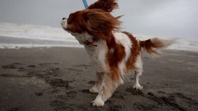 Charleigh stands in the blowing wind as the ocean is whipped up by Tropical Storm Nicole. AFP