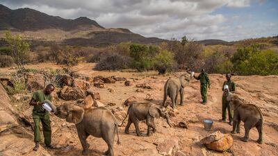 Ami Vitale came first in the 'Nature - Stories' category for this shot that shows keepers feeding baby elephants at the Reteti Elephant Sanctuary in northern Kenya. EPA/AMI VITALE/NATIONAL GEOGRAPHIC