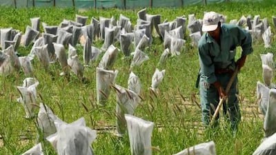 A gardener at the International Centre for Biosaline Agriculture in Dubai works in a test plot of grasses. The centre is looking to revive old farms with salt-resistant crops and more water-efficient methods. Charles Crowell / The National