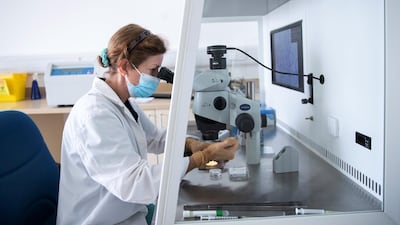 Dr Lulu Skidmore, scientific director at the Camel Reproduction Centre, works with an embryo sample in the lab. Reem Mohammed / The National