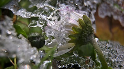 A daisy is covered in ice in Marktoberdorf, southern Germany. Karl-Josef Hildenbrand / AFP