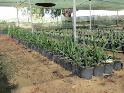 A total of 80 Little Dwarf Palms have been grown at a plant nursery to help bolster numbers of the endangered plant. Courtesy EAD