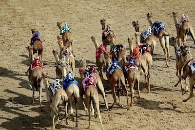 Camels at the 38th annual Al Marmoom Heritage Festival in Dubai. Satish Kumar / The National