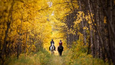 Riders and their horses pass through autumn colours in the woods near Cremona, Alberta. The Canadian Press via AP