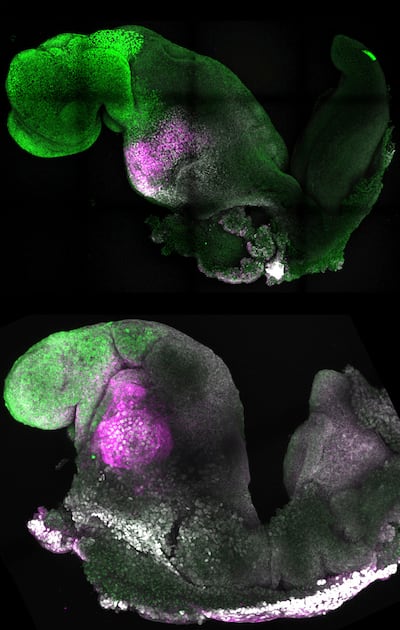 Microscope images show natural, top, and synthetic mouse embryos with colours added to show comparable brain and heart formation. Photo: Gianluca Amadei, Charlotte Handford