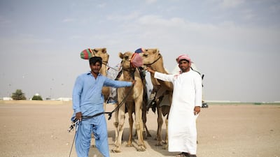 One of the much-anticipated events at the festival is the camel beauty contest
