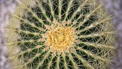 The new Mushrif Central Park contains a botanical garden planted with arid and desert plant species. Silvia Razgova / The National