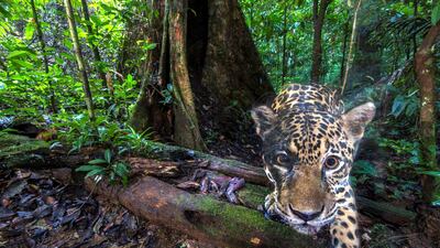Jaguars are land-based hunters that can be found climbing trees to attack their prey and sometimes even hunting for fish in water bodies - all while alone, of course. Emmanuel Rondeau / WWF France