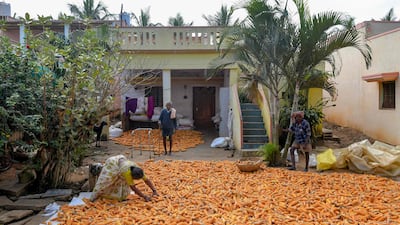 Farmers spread harvested crop of maize for drying on the outskirts of Bangalore on December 7, 2021. AFP