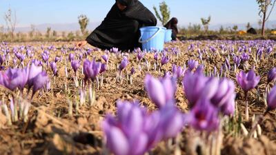 Afghan women harvest saffron flowers in Herat, Afghanistan, 05 November 2019. EPA