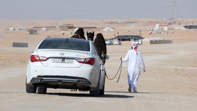 A car follows camels being walked by a caretaker at the site of Al Dhafra Festival.