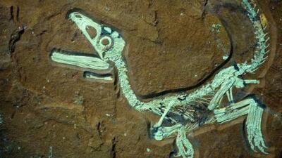 The best-preserved dinosaur fossil in Europe was found in the German state of Bavaria.