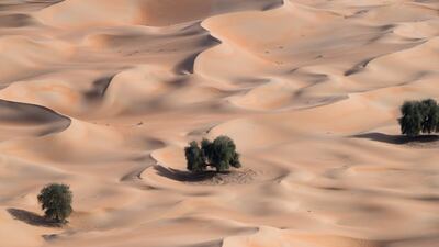 Ghaf trees in the desert. Photo: Environment Agency Abu Dhabi
