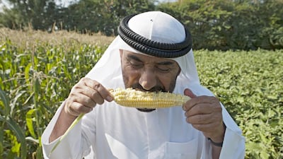 Sweet corn is one of several vegetable’s grown on Abdul Monem’s family’s organic farm in Al Khawaneej. Monem started growing vegetables organically on the 35-year-old, four hectare farm in 2007. Jeff Topping for The National