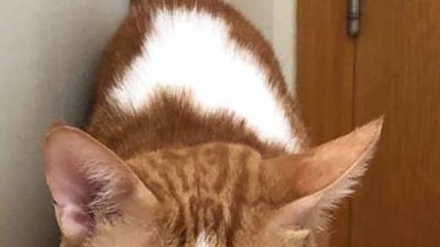 Benjy is a lovely gentle boy and he is looking for his forever home after spending months in foster. He is great with other cats and is affectionate and friendly. He could be homed with his brother Billy, too. He is approximately 18 months old, neutered and microchipped and vaccinated. For more information on adoption, visit Jackie’s Cats UAE on Facebook or WhatsApp 050 667 4220 or email jac.covill@gmail.com