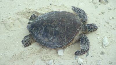 The Eastern Pacific green turtle is listed as vulnerable to extinction. USFWS