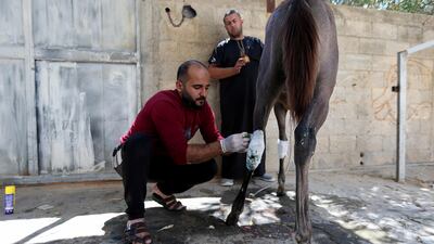 The horses were hit by shrapnel from an Israeli strike that destroyed a house near by. Reuters