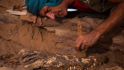 Archaeologist Vicente Barba Colmenero excavating a crocodile skull from the tomb. Photo: Patricia Mora Riudavets