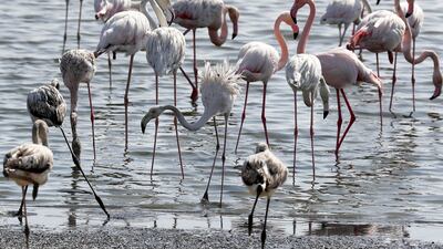 Flamingos at the Al Wathba Wetlands in Abu Dhabi. Pawan Singh / The National