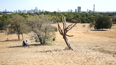 People sit in the shade of trees on the scorched grass of Primrose Hill in London during a record dry summer. Getty Images