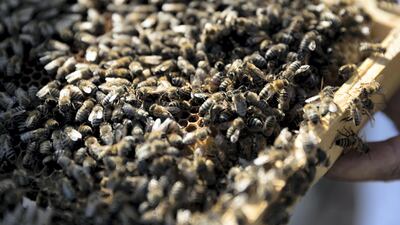Al Najeh Honey breeds its own saskatraz bees and supplies them to other countries in the Mena region. Chris Whiteoak / The National