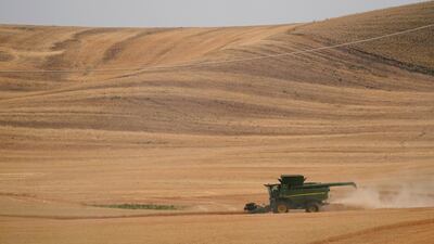Farmers worldwide are considering changing their planting patterns to grow more wheat this spring as Russia's war in Ukraine has choked off supplies from a region known as 'the breadbasket of the world.' AP