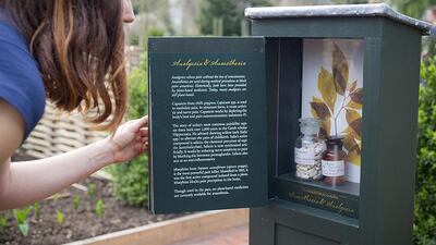 A display based on plants used for analgesia and anaesthesia at the Chelsea Physic Garden. Courtesy Nick Bailey