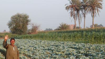 A farmer waves at his cabbage field while Egypt celebrates Farmers Day, amid concerns over the coronavirus disease, near Sharqia, along the agricultural road which leads to Cairo, Egypt. Reuters