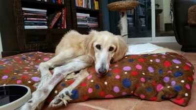 Laeba, a 13-year-old Suluki dog, that underwent complicated hip surgery. Photo Courtesy: Hamad Al Ghanem, founder and owner of Suluki of Arabia Club