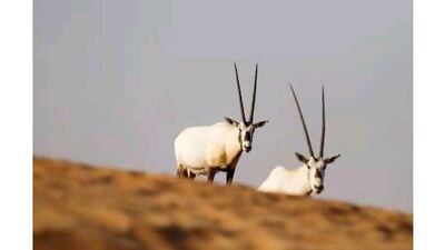 A reader is impressed by the work being done in the UAE to return the oryx to the wild. Sarah Dea / The National