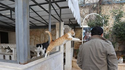 A cat jumps on Mohammed Alaa al-Jaleel's shoulder at Ernesto's Cat Sanctuary. AFP
