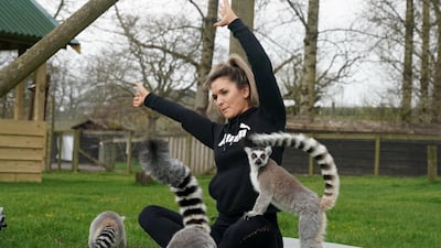 The classes aim to create a personal yoga experience which aims to heighten the sense of wellbeing for both lemur and human. PA