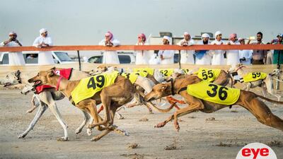 Arabian Saluki dogs, one of the oldest-known breeds of domesticated dog in the world, sprint for the line during the ninth edition of the Saluki Championship that took place on Sunday in the Al Marmoum area of Dubai. The event was attend by Sheikh Hamdan bin Mohammed, Crown Prince of Dubai. Courtesy Hamdan Bin Mohammed Heritage Centre