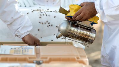 The apiary near Al Samha, Abu Dhabi holds 100 hives stored in plastic chests filled with thousands of bees. Chris Whiteoak / The National