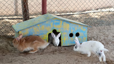 Ms Whileman said the farm has taken in rescued animals, such as rabbits, that people were unable to care for at home