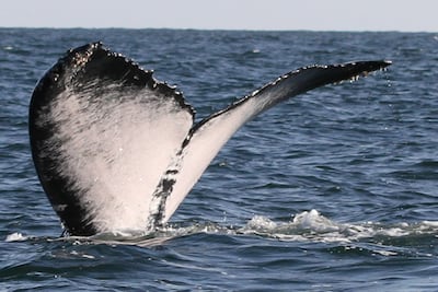 Luban, a female Arabian Sea humpback whale, in the Gulf of Masirah off Oman. Photo: Gareth John