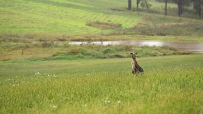 A kangaroo braves the rain in Sydney, Australia. Getty