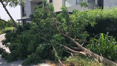 High winds uprooted trees across Dubai on Sunday, with Meydan and the Damac Hills some of the worst-hit communities. The National