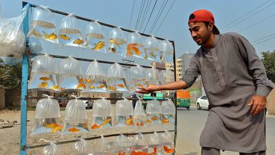 Goldfish in plastic bags for sale at a roadside stall in Peshawar, Pakistan. EPA