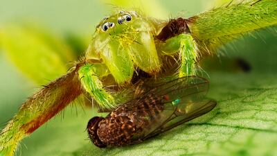 Bronze medal, Behaviour — Invertebrates, green huntsman spider (Micrommata virescens) and a vinegar fly (Drosophila melanogaster), Magnitogorsk, Russia, by Irina Petrova Adamatzky, UK.
