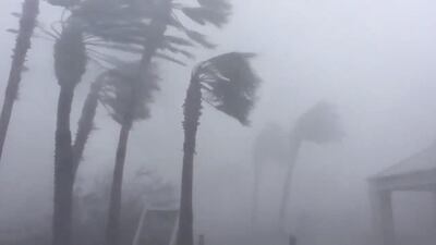 Palm trees are seen during Hurricane Michael in Panama City, Florida. Reuters