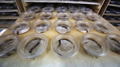 The insects are ready for sale when they have grown to a size of about 6cm, three months after hatching. AFP